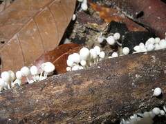 Marasmiellus volvatus