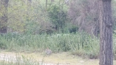 Oryctolagus cuniculus