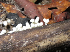 Marasmiellus volvatus