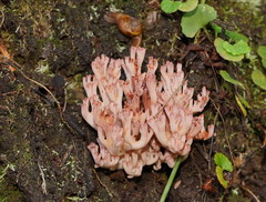 Ramaria botrytoides