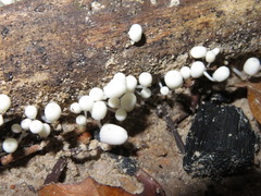 Marasmiellus volvatus