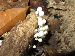 Marasmiellus volvatus