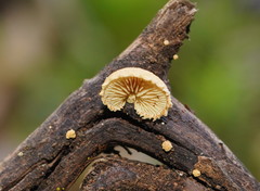 Crepidotus eucalyptorum