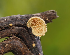 Crepidotus eucalyptorum