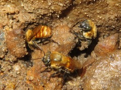 Melipona eburnea