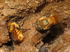 Melipona eburnea