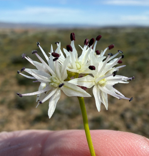 Rock Onion (Allium macrum)