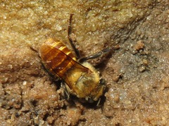 Melipona eburnea