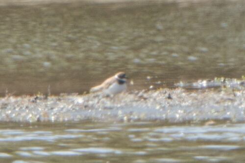 iNaturalist: (c) Malte, some rights reserved (CC BY-NC), uploaded by Malte iNaturalist image