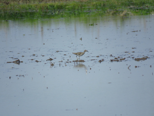 iNaturalist: (c) donzelli, some rights reserved (CC BY-NC) iNaturalist image