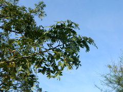 Albizia inundata