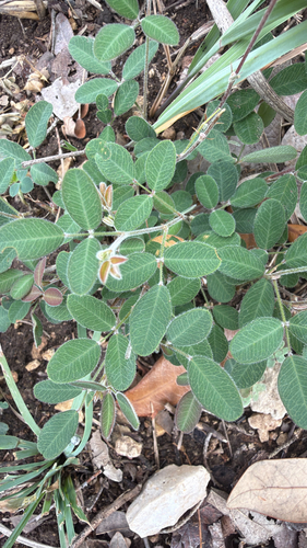 Texas bush-clover (Lespedeza texana)