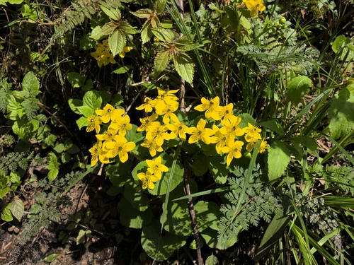 marsh marigold