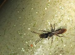Ectomomyrmex