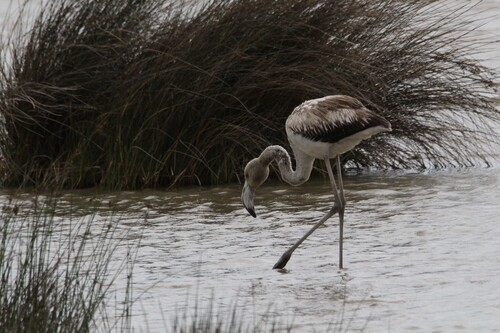 iNaturalist: (c) veloyukko, some rights reserved (CC BY-NC) iNaturalist image