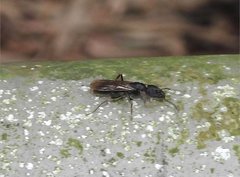 Ectomomyrmex
