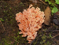 Ramaria samuelsii
