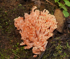 Ramaria samuelsii