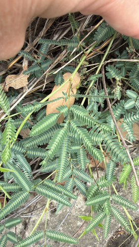 Tropical puff (Neptunia pubescens)