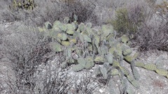 Opuntia stenopetala