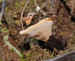 Hydnellum auratile