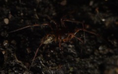 Lepthyphantes