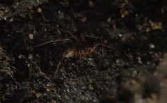 Lepthyphantes