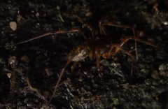 Lepthyphantes