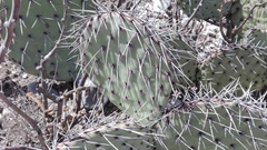 Opuntia stenopetala