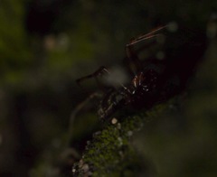 Lepthyphantes