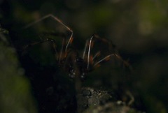 Lepthyphantes