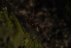 Lepthyphantes