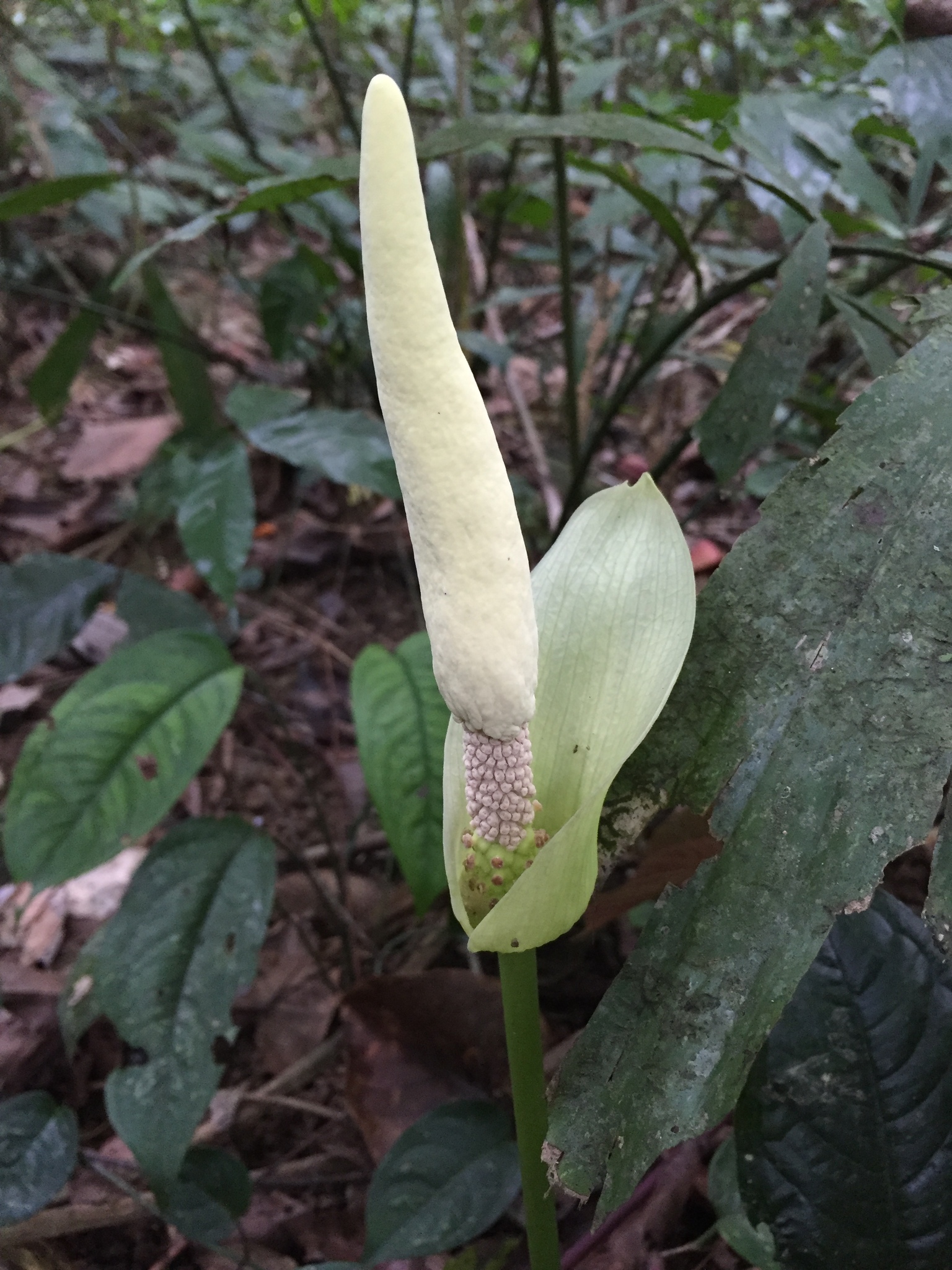 Amorphophallus coaetaneus (Amorphophallus coaetaneus)