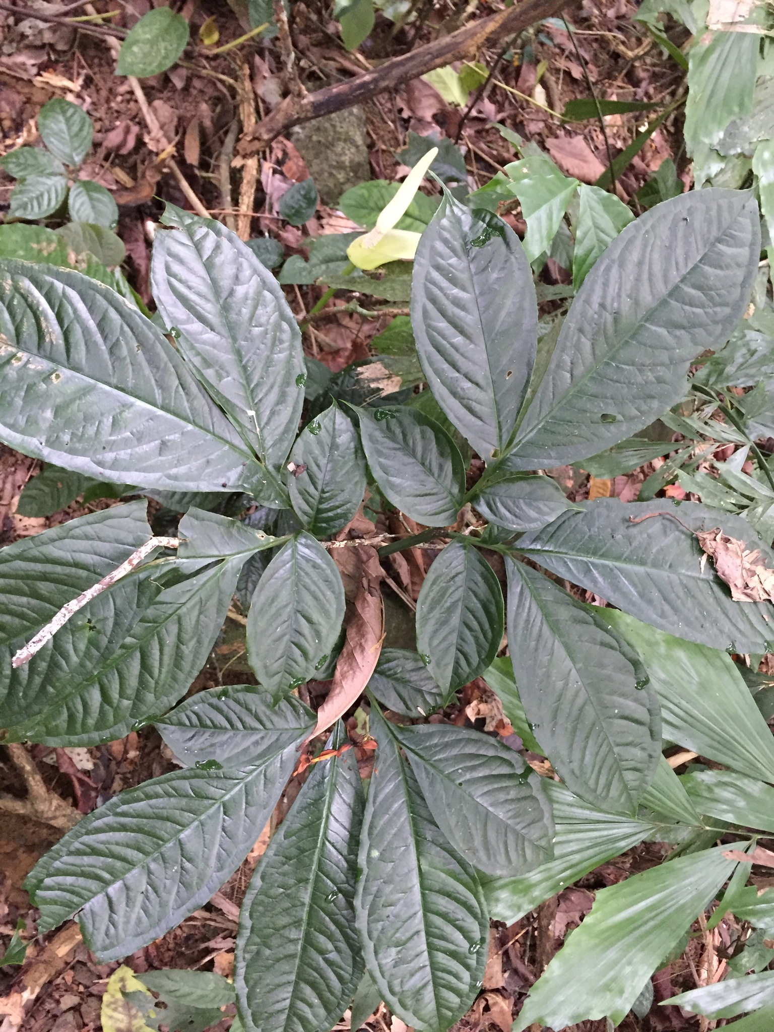 Amorphophallus coaetaneus — ảnh 3