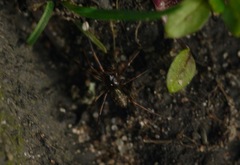 Lepthyphantes