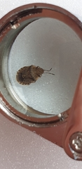Sciocoris sideritidis