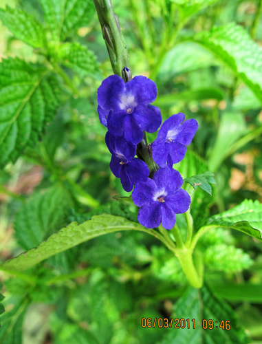 Stachytarpheta indica, photograph 4