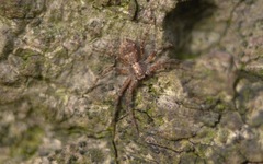 Philodromus aureolus