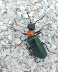 Alosimus syriacus syriacus