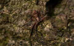 Philodromus aureolus