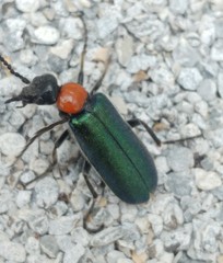 Alosimus syriacus syriacus