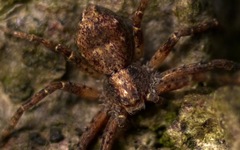 Philodromus aureolus