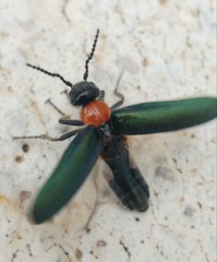 Alosimus syriacus syriacus