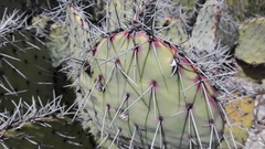 Opuntia stenopetala
