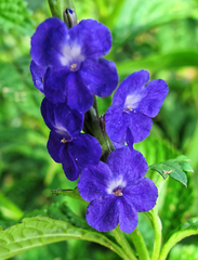 Stachytarpheta indica, photograph (c) Philippe Hornus, some rights reserved (CC BY)