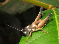 Episomacris pakitzae