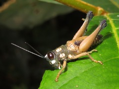 Episomacris pakitzae