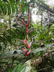 Heliconia chartacea