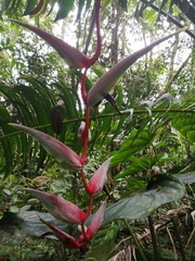 Heliconia chartacea