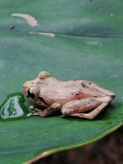 Pristimantis delius
